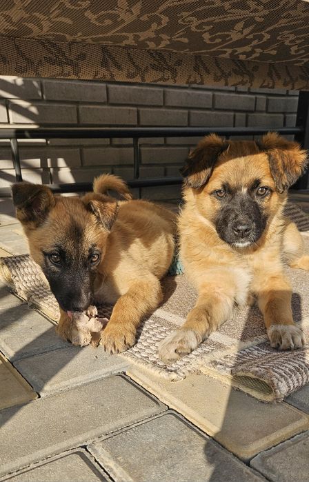 Ищем дом щенкам звонкам