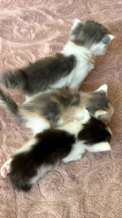 Котята в добрые руки