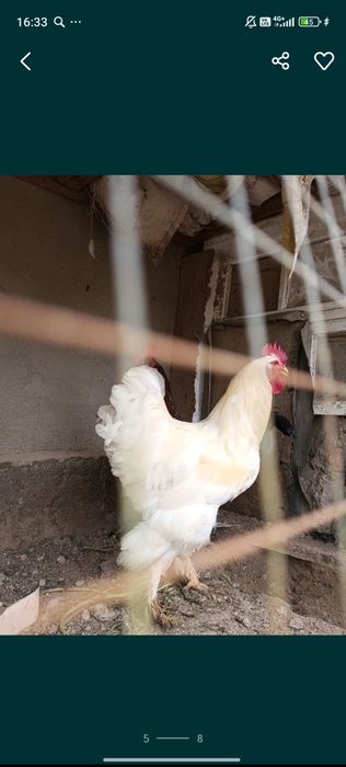 Brama xorozlar sotiladi