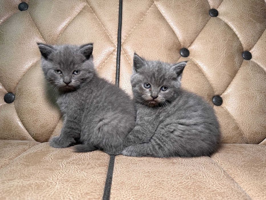 Продается котенок скоттиш страйт