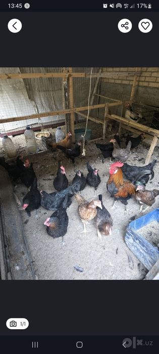 Tovuqlar sotiladi