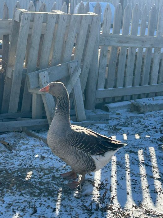 Қаз сатылады шт 15мың