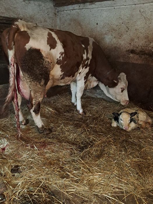 Vând vacă de 6 ani cu vițea