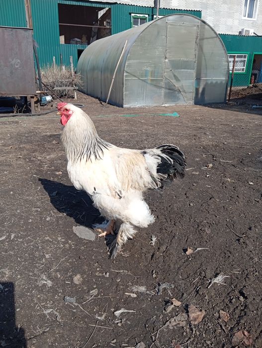 Продается петух брамо светлый