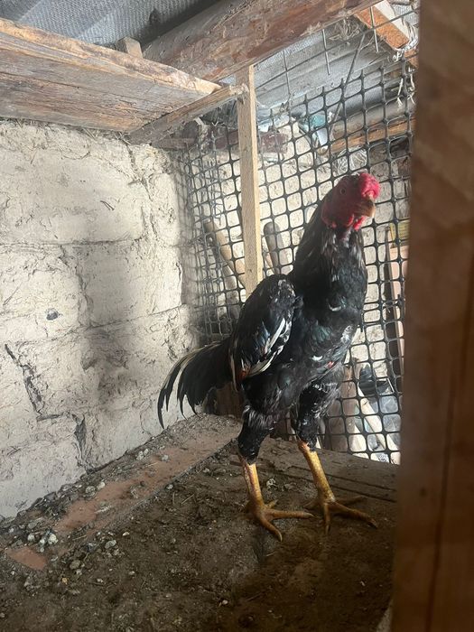 Дакан бойцовый петух