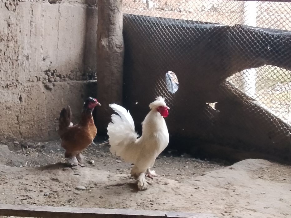 Сатылады парасымен