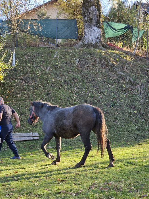 Cal deres ,vârstă 2 ani