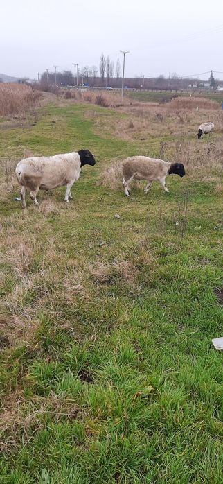 Miei dorper de vânzare