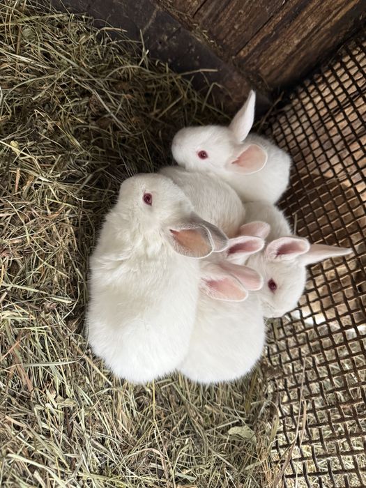 Iepurasi dragalasi pentru copilasi de pasti