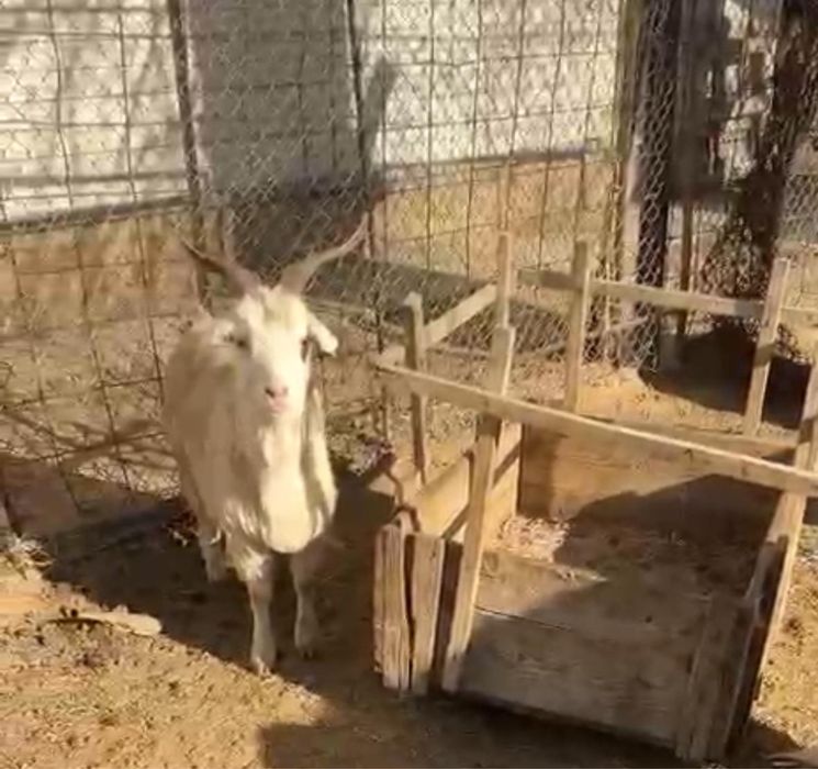 Тез арада,ешкі лағымен,шыбыштар сатылады.