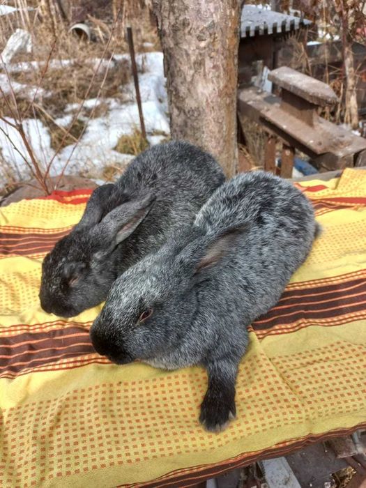 Кролики мясной породы