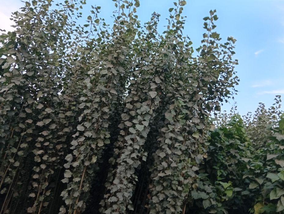 Terak koʻchatlar bor arzon narxlarda  aloqaga chiqarasilar kimga kere