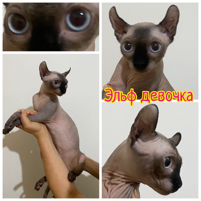 Сфинкс,эльф,двельф,бамбино