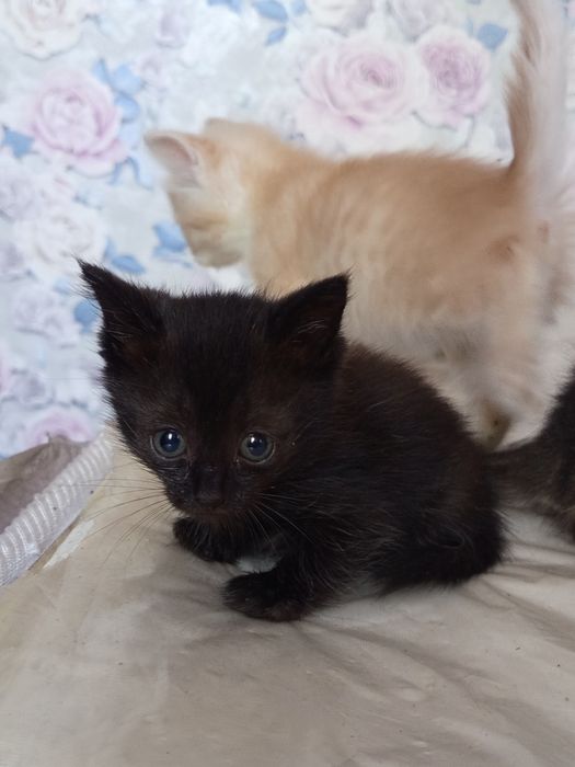 Отдам котят 1.5 месяца