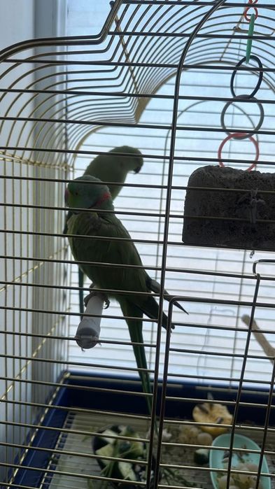 Продам Ожирелых попугай