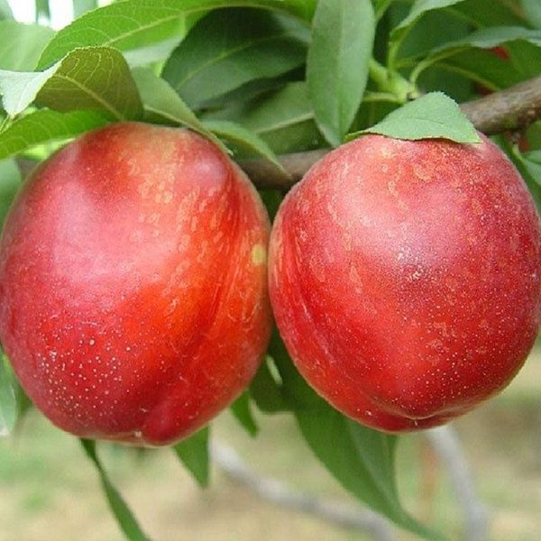 Puieti pomi fructiferi