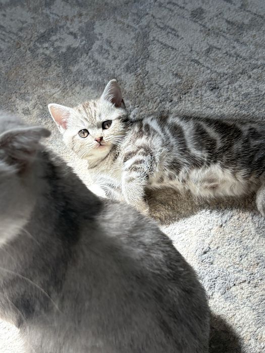Продам котенка. Мальчик. Мама шиншилла. Папа шотладец.30.05 родились