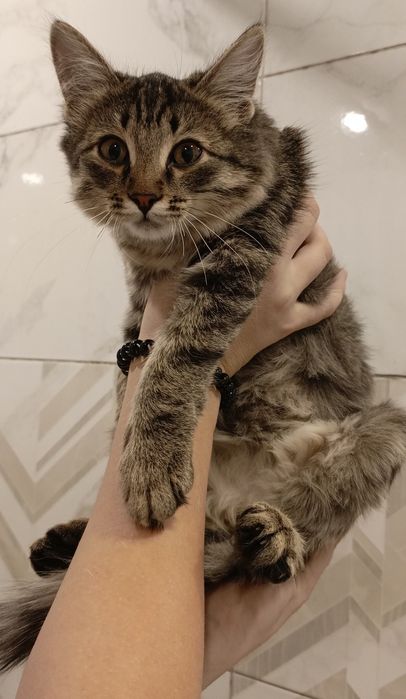 Кошечка бесплатно, срочно ищет дом!!!