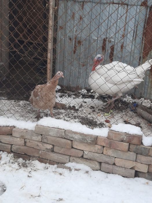 Индюки индуюшата