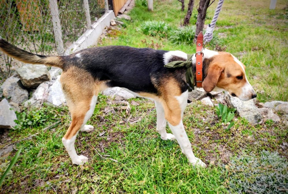 Подарявам мъжко куче