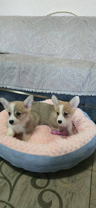 Предлагаю Вельш корги-пемброк