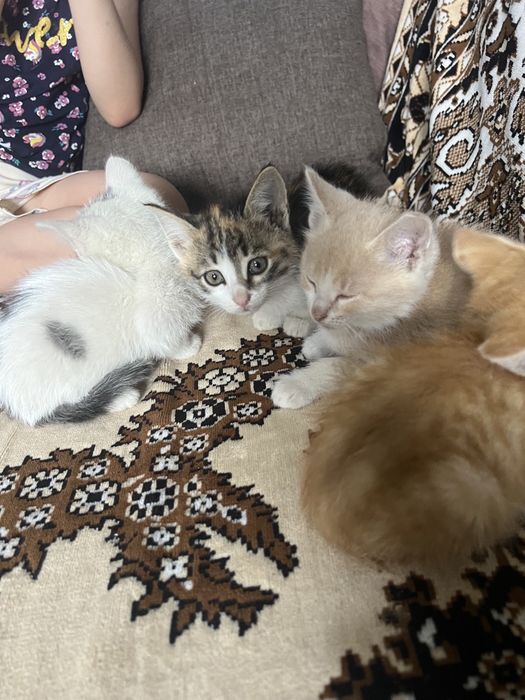 Котята разные отдаем бесплатно