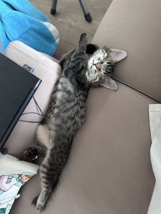 Отлам котенка в хорошие руки