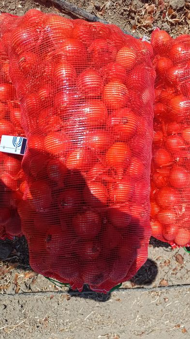В продаже Лук репчатый оптом!