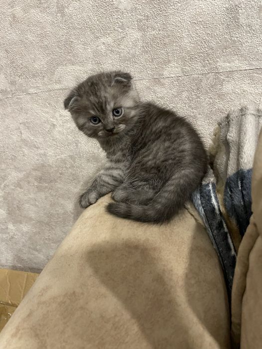 Вислоухие шотла ндцы