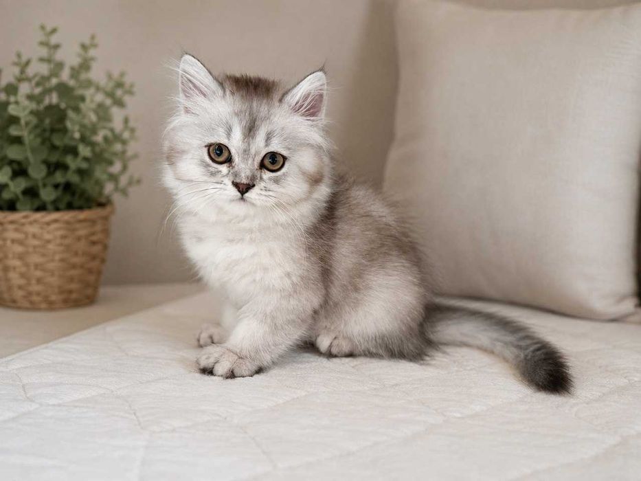 Шотландские длинношерстные котята - две девочки и мальчик
