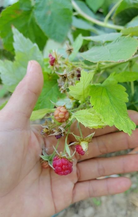 Продам саженцы малины