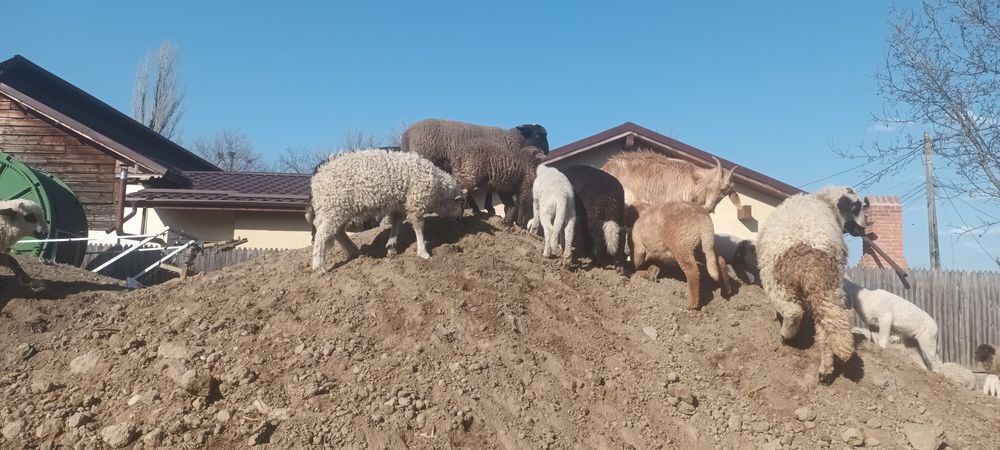 Miei crescuti ecologic