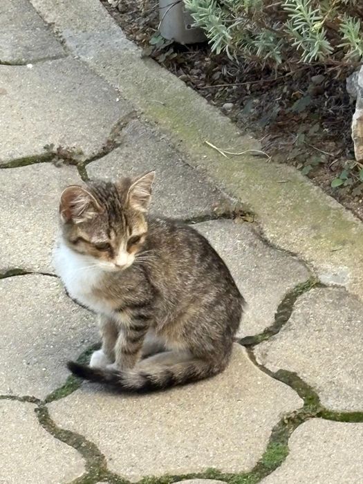 Pisicuțe ,pisicuțe pentru iubitorii de FELINE, GRATUIT !