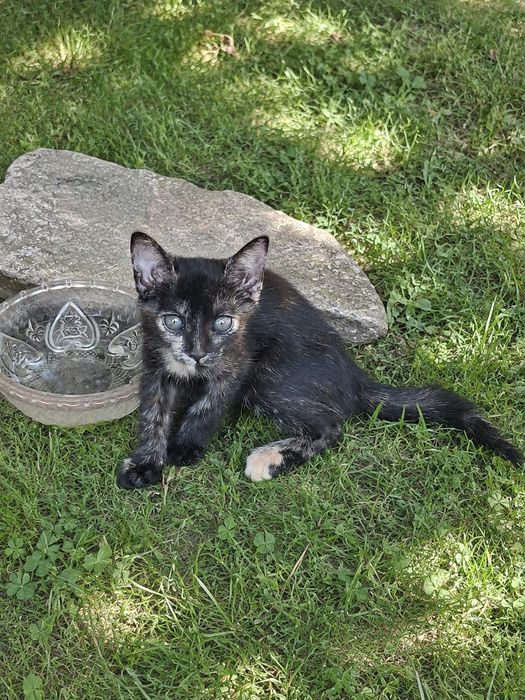Adoptie pui pisica