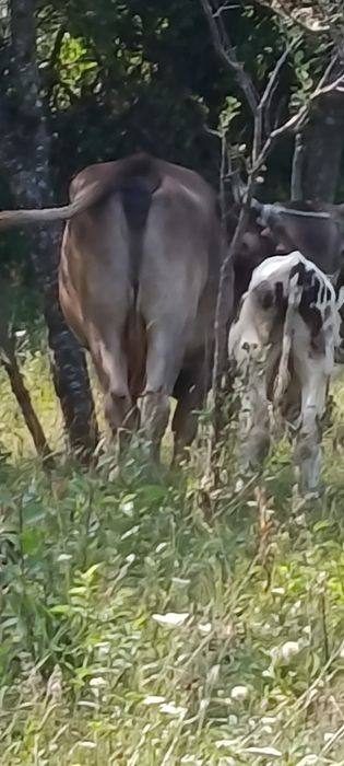 Văcuță brună cu vițel