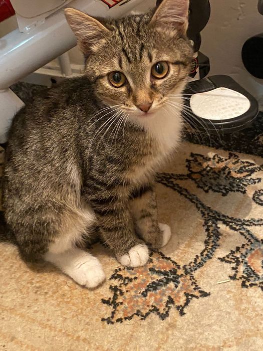 Котята ищут дом!!!