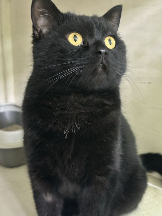 Котик-полубританчик в добрые руки