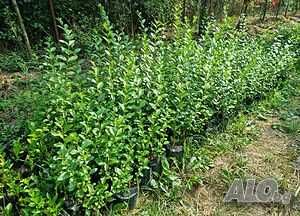 Лигуструм (Жив плет) Продава