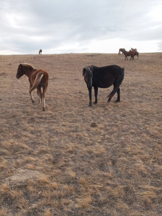 Кобылы жеребые с жабагы