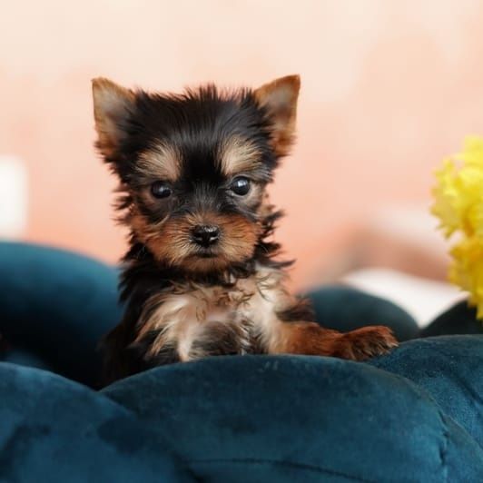 Yorkshire terrier talie mica