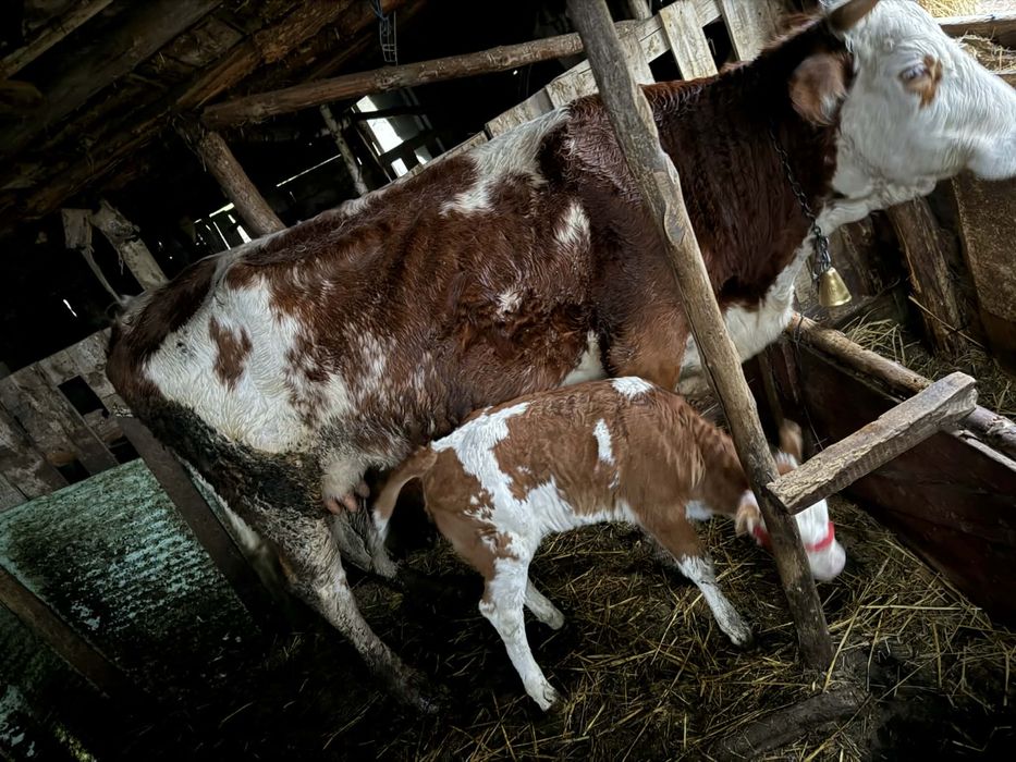 Vaca cu vitea de vanzare