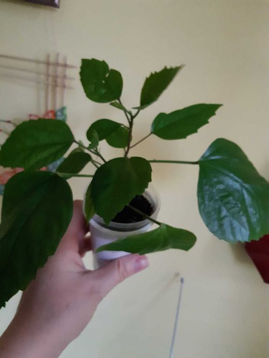 Гибискус китайская роза