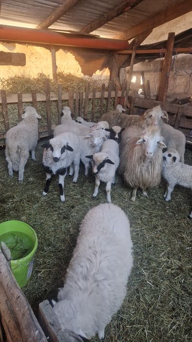 Vand miei pentru  sacrificat