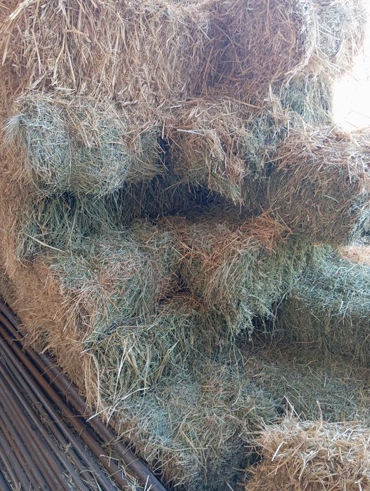 Беда, самон, тариқ прес сотилади.
Беда прес 35 000 сум
Сомон