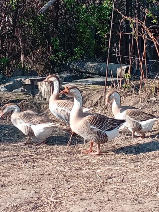 Продам гусей, семейка