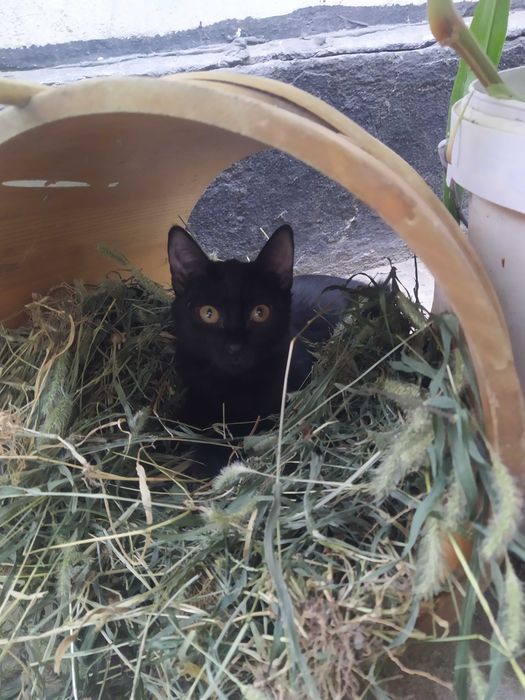 Срочно отдам котят в добрые руки