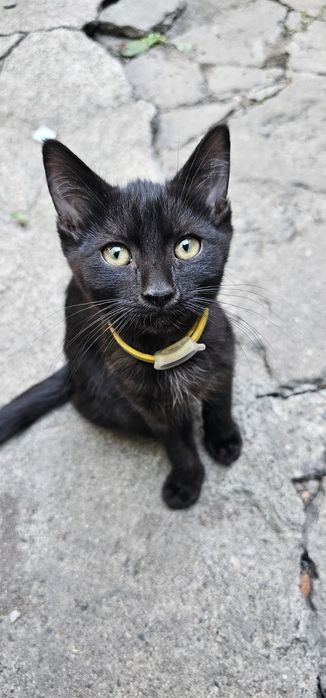 Котята. Бесплатно.