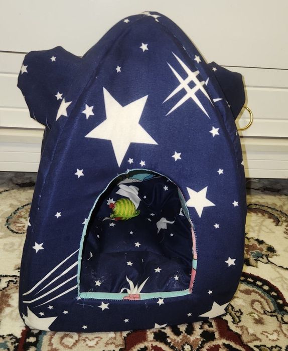 Mushuk skotish fold oʻgʻil toza zot