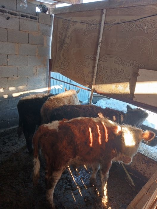 Бычок 8.9 месяц срочно