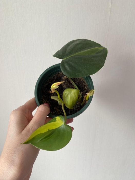 Филодендрон бразил лиана